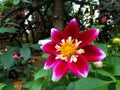 Thai pink flowers