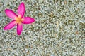 Thai pink plumeria flowers with sand and waterbackground