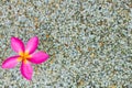 Thai pink plumeria flowers with sand and waterbackground