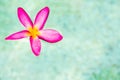 Thai pink plumeria flowers with sand and waterbackground Royalty Free Stock Photo