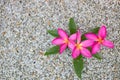 Thai pink plumeria flowers with sand and waterbackground