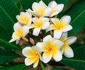 Thai Plumeria