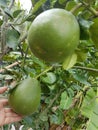 Thai pomelo