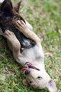 Thai puppy native stray dog Royalty Free Stock Photo