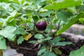 Thai Purple Eggplant on tree at vegetable garden. Thai eggplant hanging on tree with leaves and flower in farm. Green Asian mini e Royalty Free Stock Photo