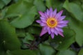 Thai purple lotus or Bua in Thai