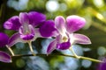 Thai Purple Orchid