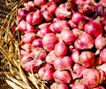 Thai Red Shallot or Onion of Chiangmai.