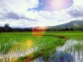 Thai rice farm Royalty Free Stock Photo