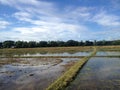 Thai Rice Field Royalty Free Stock Photo