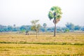 Thai rice field Royalty Free Stock Photo