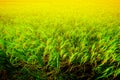 Thai rice field in Thailand premium rice with close-up of gold or yellow colors paddy Royalty Free Stock Photo