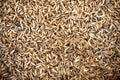 Thai rice seed Royalty Free Stock Photo