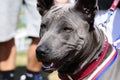 Thai Ridgeback