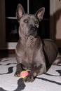 Thai Ridgeback dog