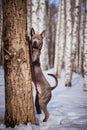 Thai ridgeback dog in the park on the road