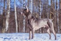 Thai ridgeback dog in the park on the road