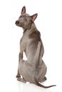 Thai Ridgeback Dog