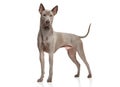 Thai Ridgeback Dog