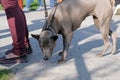 Thai Ridgeback on a leash sniffing the road. A dog with short, smooth, shimmering gray hair in the sun.