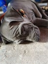 Pupy Thai Ridgeback portrait rest on the floor.