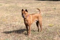 Thai Ridgeback Puppy. Red Thai Ridge Dog - ancient local dog of Thailand, short -haired, triangular ears of medium size. Black tip