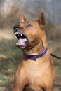 Thai Ridgeback Puppy. Red Thai Ridge Dog - ancient local dog of Thailand, short -haired, triangular ears of medium size. Black tip