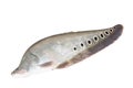 Thai River fish, on white background