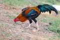 Thai roosterThai fighting cock or shamo chicken standing outdoor Royalty Free Stock Photo