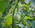 Thai round eggplant