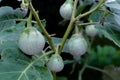 Thai round eggplant tree with eggplants on tree