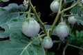 Thai round eggplant tree with eggplants on tree