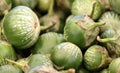 Thai Round Green Eggplant, Solanum melongena