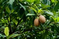 A photograph of Tha`s sapodilla in backyard