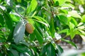 Thai`s sapodilla in backyard with green leaves bokeh background Royalty Free Stock Photo