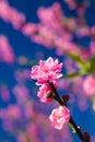 Thai Sakura blooming