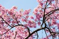 Thai Sakura Nang Phaya Sua Kroang