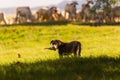 Thai sheepdog with herd of cow in nature background. Thai Dog is Royalty Free Stock Photo