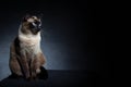 Thai Siamese cat Royalty Free Stock Photo