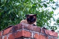 Thai Siamese cat with blue eyes and fluffy fur sits on a brick fence. Royalty Free Stock Photo