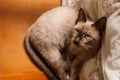 Thai Siamese cat, brown color, dark brown ears yellow eyes Royalty Free Stock Photo