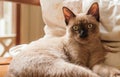 Thai Siamese cat, brown color, dark brown ears yellow eyes Royalty Free Stock Photo