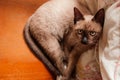 Thai Siamese cat, brown color, dark brown ears yellow eyes Royalty Free Stock Photo