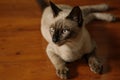 Thai Siamese cat, brown color, dark brown ears yellow eyes