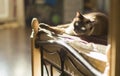 Thai or Siamese cat at home on the bed Royalty Free Stock Photo