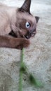 Thai Siamese cat that likes to eat male nettle plants. Royalty Free Stock Photo