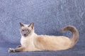 The Thai Siamese cat is lying quietly resting. Royalty Free Stock Photo