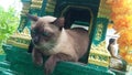 Thai Siamese cats like to sleep in Thai shrines.