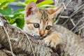Thai small kitten
