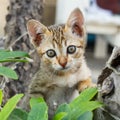 Thai small kitten